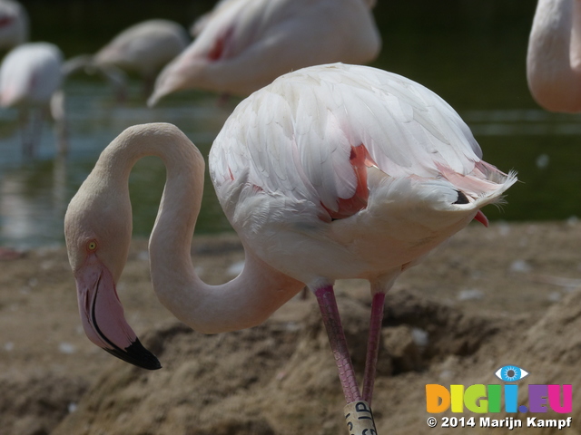 FZ006134 Greater flamingo (Phoenicopterus roseus) and chicks